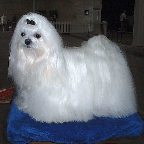 Maltese — a Toy (AKC) breed