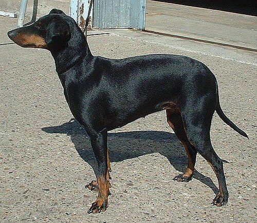 Manchester Terrier — a Terrier (AKC); FCI Group 3 breed