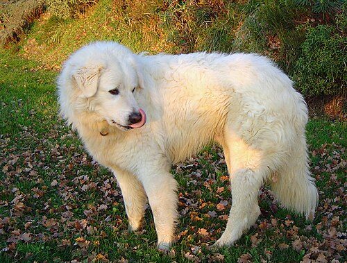 Maremma Sheepdog — a Livestock Guardian; FCI Group 1 breed