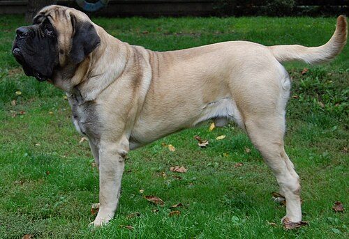 Mastiff (English) — a Working (AKC) breed