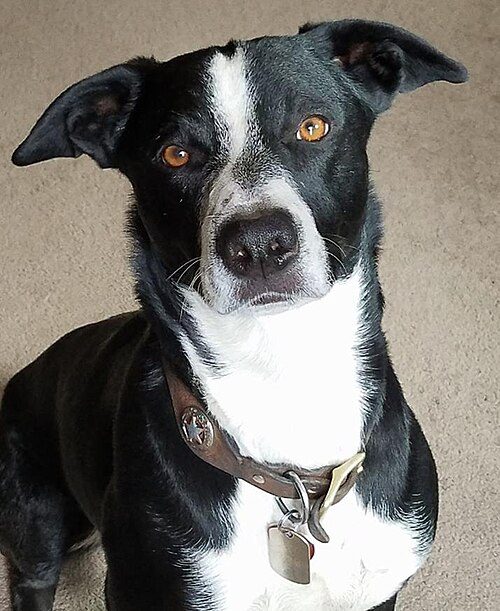 McNab — a Herding (working landrace; USA) breed