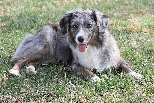 Miniature American Shepherd — a Herding (AKC) breed