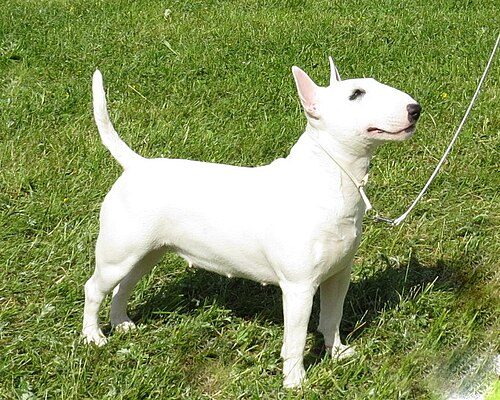 Miniature Bull Terrier — a Terrier (AKC); FCI Group 3 breed