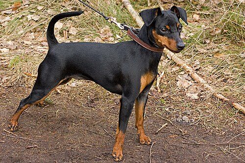 Miniature Pinscher — a Toy (AKC) breed