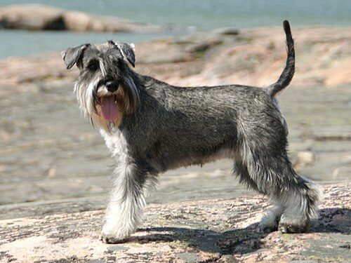 Miniature Schnauzer — a Terrier (AKC) breed