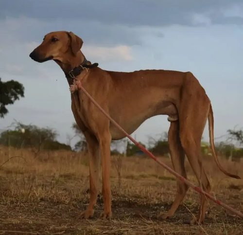 Mudhol Hound (Caravan Hound) — a Sighthound; KCI-recognised breed