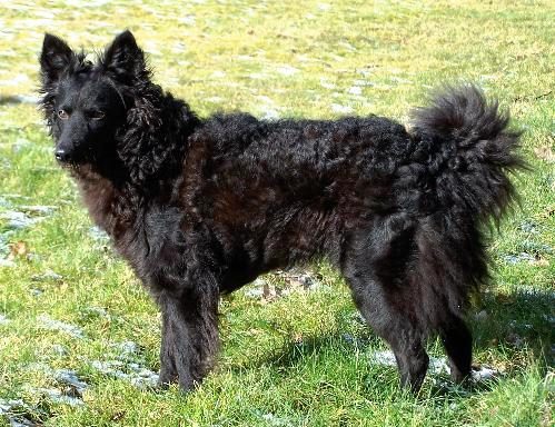 Mudi — a Herding (AKC); FCI Group 1 breed