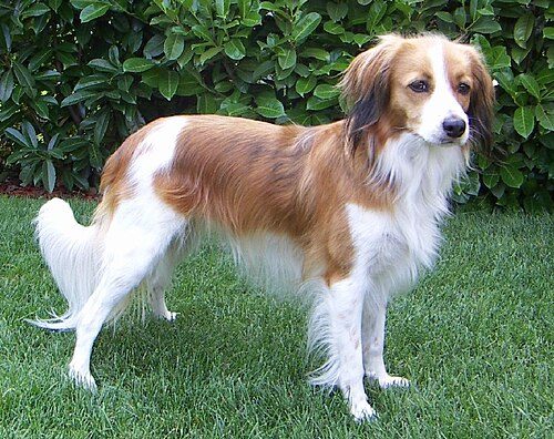 Nederlandse Kooikerhondje — a Sporting (AKC); Gun Dog / FCI Group 8 (decoy dog) breed