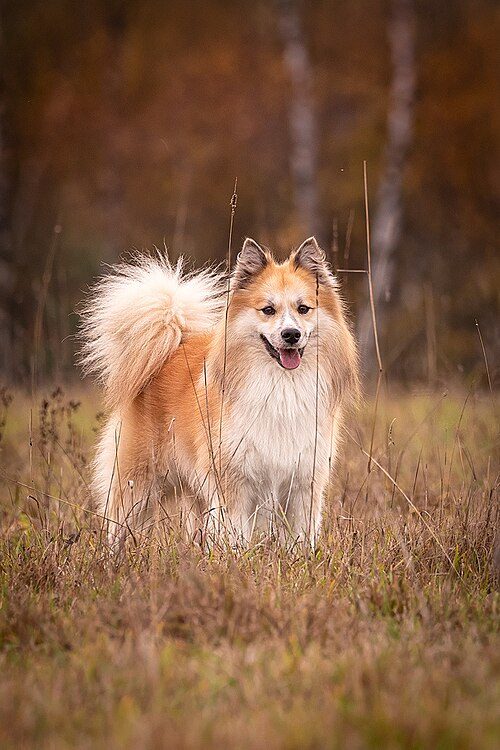 Nenets Herding Laika — a Spitz; reindeer herder; FCI Group 5 breed