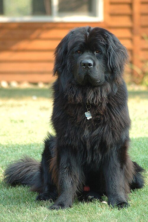 Newfoundland — a Working (AKC) breed