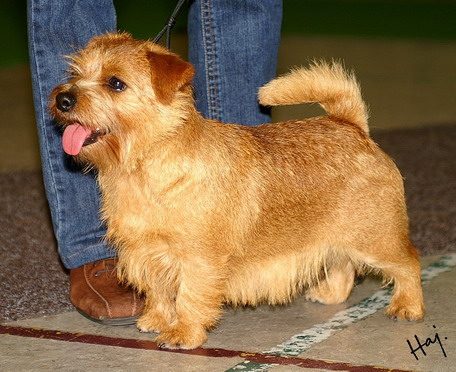 Norfolk Terrier — a Terrier (AKC) breed
