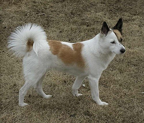 Norrbottenspets — a Hound (FCI) breed