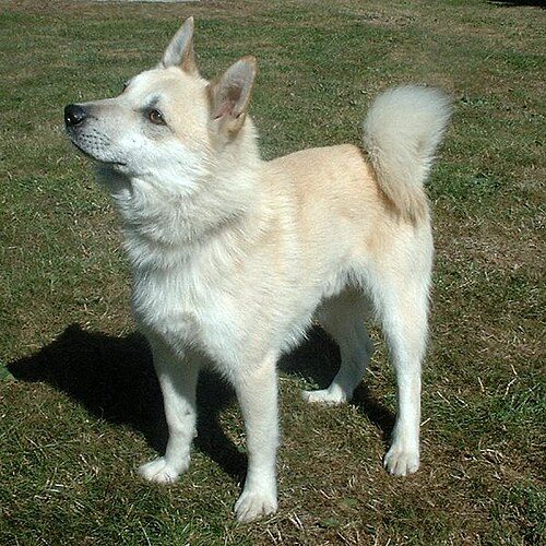 Norwegian Buhund — a Herding (AKC); FCI Group 5 (Nordic herding spitz) breed