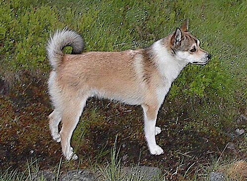 Norwegian Lundehund — a Non-Sporting (AKC) breed