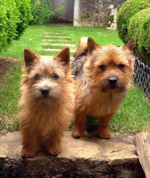 Norwich Terrier — a Terrier (AKC) breed