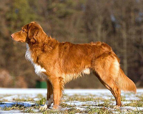 Nova Scotia Duck Tolling Retriever — a Sporting (AKC) breed