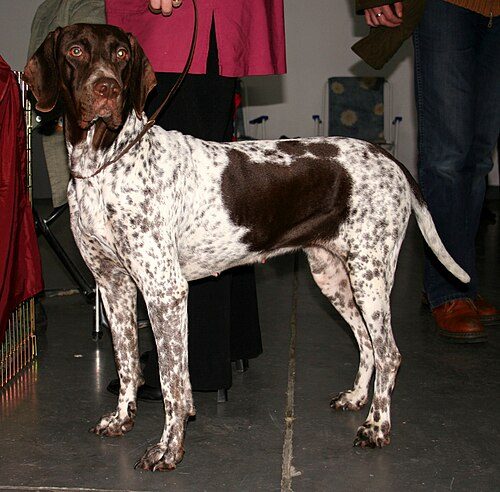 Old Danish Pointer — a Gun Dog / FCI Group 7 (pointer) breed