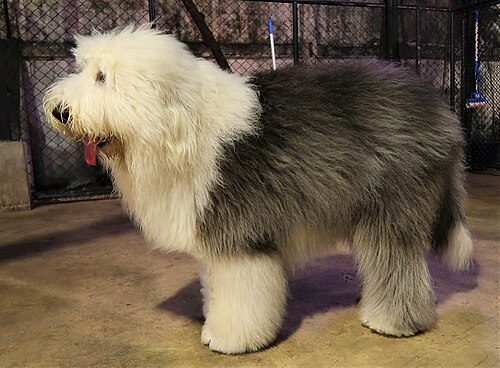 Old English Sheepdog — a Herding (AKC) breed