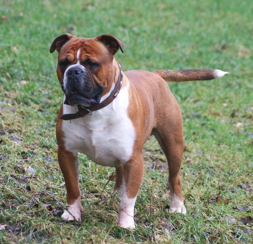 Olde English Bulldogge — a Utility (UKC recognised; not AKC/FCI) breed