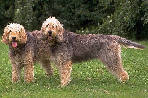Otterhound — a Hound (AKC) breed