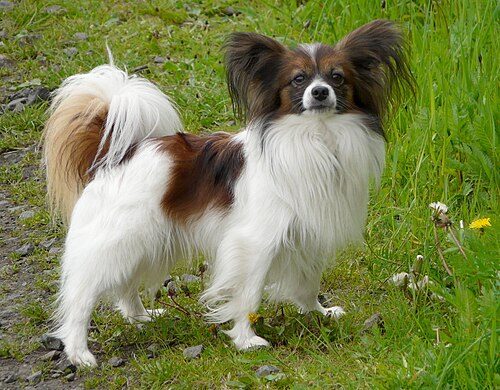 Papillon — a Toy (AKC) breed