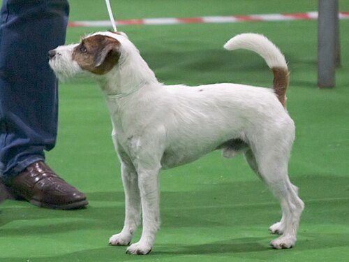 Parson Russell Terrier — a Terrier (AKC); FCI Group 3 breed