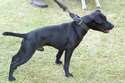 Patterdale Terrier — a Working terrier (not FCI-recognised); UK working-terrier registries breed