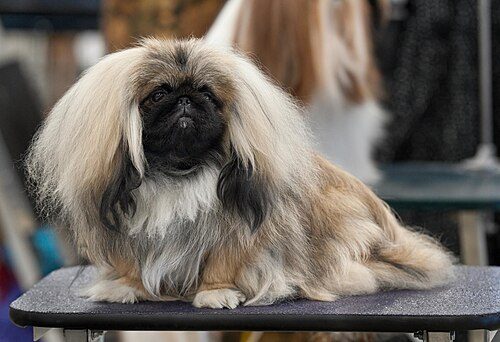 Pekingese — a Toy (AKC) breed