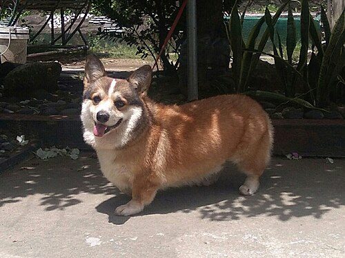 Pembroke Welsh Corgi — a Herding (AKC) breed