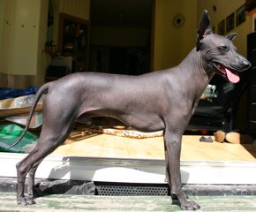 Peruvian Inca Orchid (Perro Sin Pelo del Perú) — a Sighthound (FCI) breed
