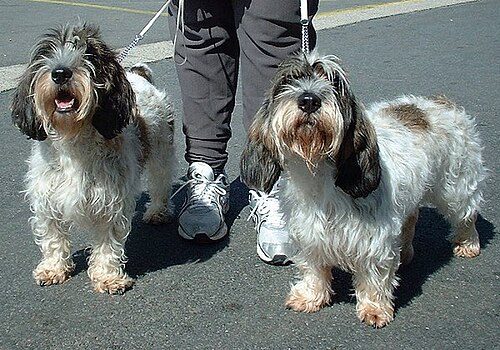 Petit Basset Griffon Vendeen — a Hound (AKC); FCI Group 6 breed