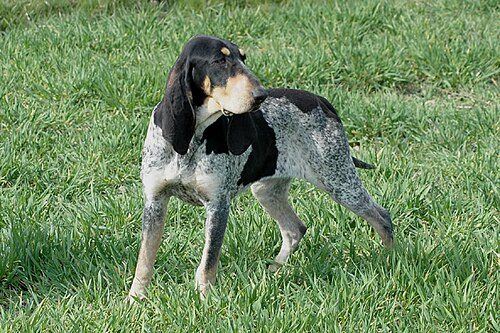 Petit Bleu de Gascogne — a Hound (rare); FCI Group 6 breed