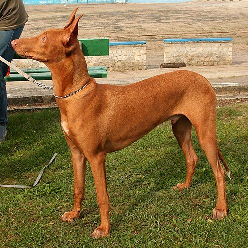 Pharaoh Hound — a Hound (AKC) breed