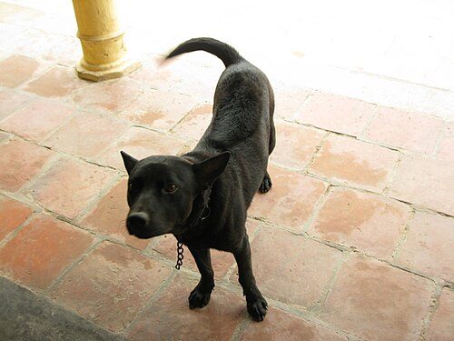 Phu Quoc Ridgeback — a Primitive ridgeback; FCI Group 5 type breed