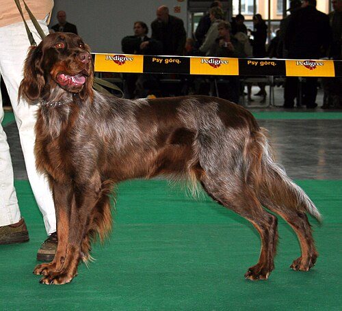 Picardy Spaniel (Epagneul Picard) — a Gun Dog / FCI Group 7 (pointing spaniel) breed