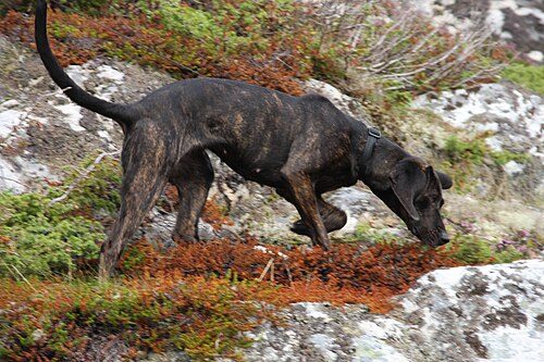 Plott Hound — a Hound (AKC); FCI Group 6 (not FCI-recognised) breed