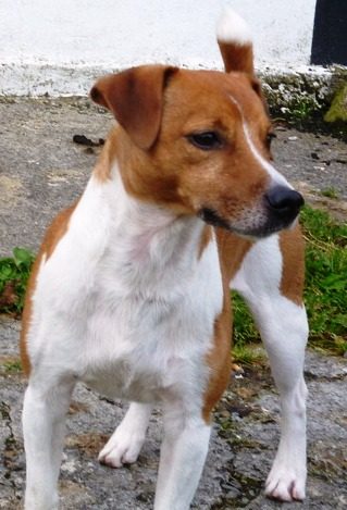 Plummer Terrier — a Working terrier (not FCI/AKC-recognised); UK Plummer Terrier registries breed
