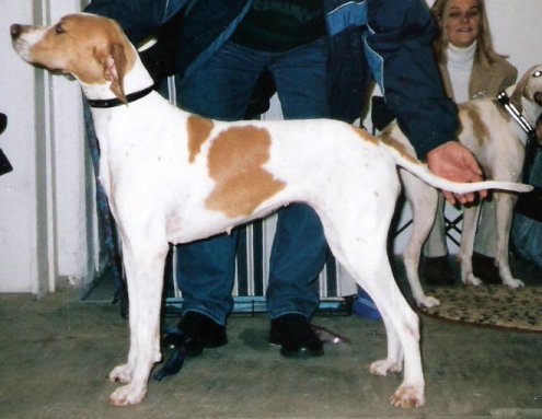 Pointer (English Pointer) — a Sporting (AKC) breed