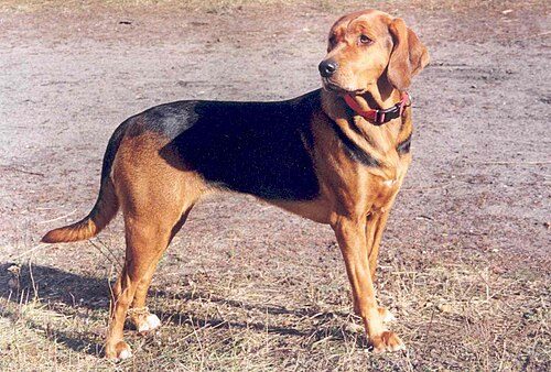 Polish Hound — a Hound (rare); FCI Group 6 breed