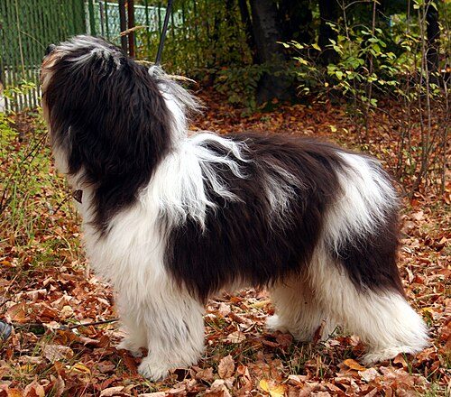 Polish Lowland Sheepdog — a Herding (AKC); FCI Group 1 breed
