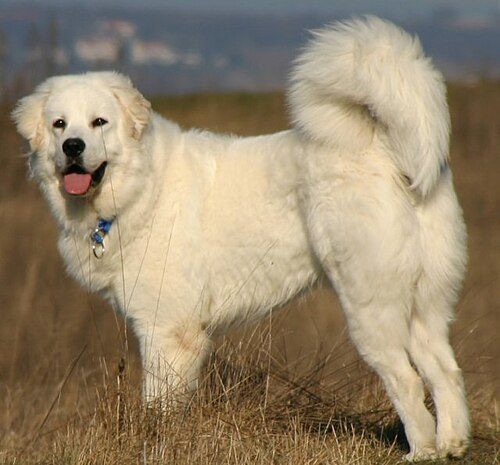 Polish Tatra Sheepdog — a Herding / Livestock Guardian; FCI Group 1 breed