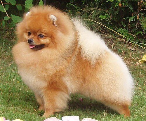 Pomeranian — a Toy (AKC) breed