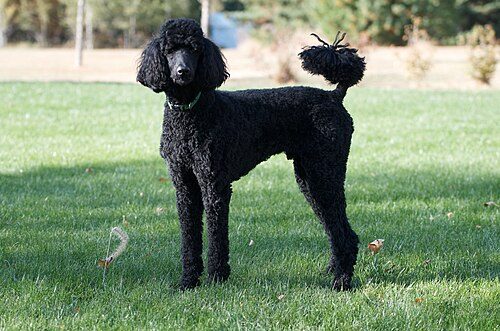 Poodle (Standard / Miniature / Toy) — a Non-sporting (Standard) / Toy breed