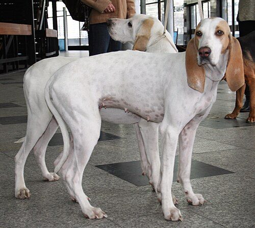 Porcelaine — a Hound (rare); FCI Group 6 breed
