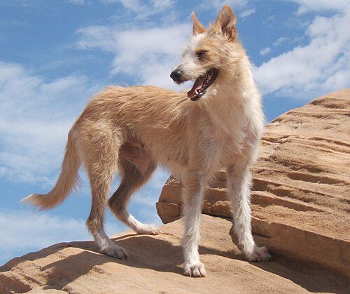 Portuguese Podengo — a Hound (AKC) breed