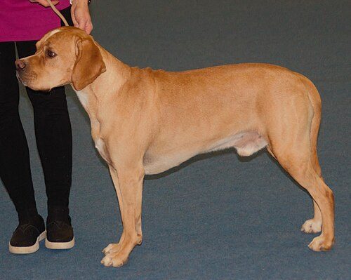 Portuguese Pointer — a Gun Dog / FCI Group 7 (pointer) breed