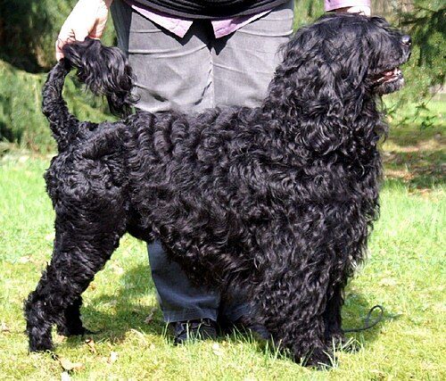 Portuguese Water Dog — a Working (AKC) breed