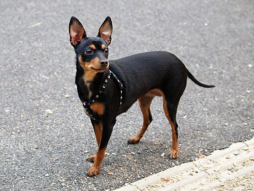 Prague Ratter (Prazsky Krysarik) — a Toy / Companion; FCI Group 9 breed