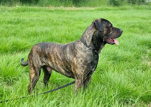 Presa Canario (Dogo Canario) — a Working; controversial breed