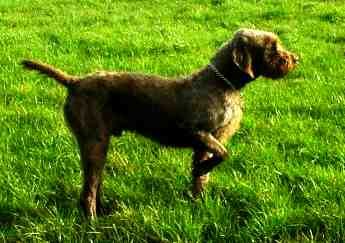 Pudelpointer — a Gun Dog / FCI Group 7 (versatile pointer) breed